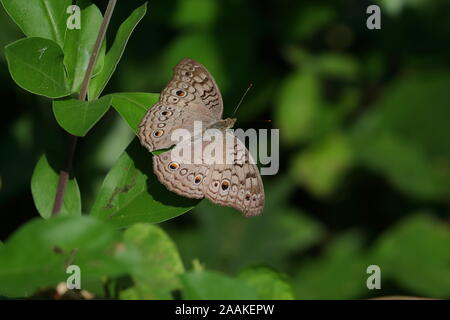 Junonia atlites, die graue Stiefmütterchen, ist eine Pflanzenart aus der Gattung der nymphalid Schmetterling in Südasien gefunden. Stockfoto