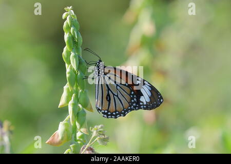 Danaus genutia, die gemeinsame Tiger, ist einer der häufigsten Schmetterlinge von Indien. Es gehört zu den "Krähen und Tiger' Stockfoto