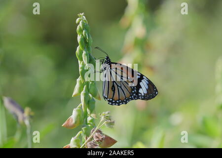 Danaus genutia, die gemeinsame Tiger, ist einer der häufigsten Schmetterlinge von Indien. Es gehört zu den "Krähen und Tiger' Stockfoto