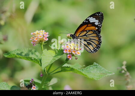 Danaus genutia, die gemeinsame Tiger, ist einer der häufigsten Schmetterlinge von Indien. Es gehört zu den "Krähen und Tiger' Stockfoto