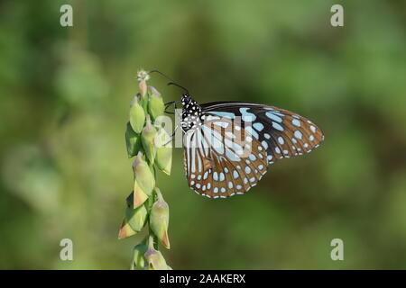Tirumala limniace, der Blue Tiger, ist ein Schmetterling in Südasien und Südostasien gefunden, die zu den Krähen und Tiger gehört Stockfoto