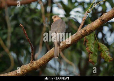 Die shikra oder wenig gebändert Habicht ist ein kleiner Greifvogel in der Familie Accipitridae weit verbreitet in Asien und Afrika verteilt. Stockfoto
