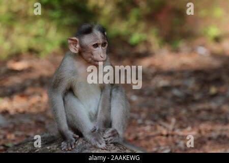 Die Motorhaube Makaken, auch als zati bekannt, ist ein Macaque endemisch in Südindien. Stockfoto