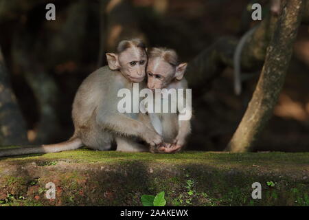 Die Motorhaube Makaken, auch als zati bekannt, ist ein Macaque endemisch in Südindien. Stockfoto