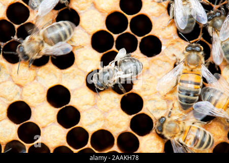 Eine Honigbiene, die Flügel als Ergebnis des Angriffs durch Varoa Milben in einem Bienenstock in Cockermouth, Cumbria, Großbritannien verformt hat. Stockfoto