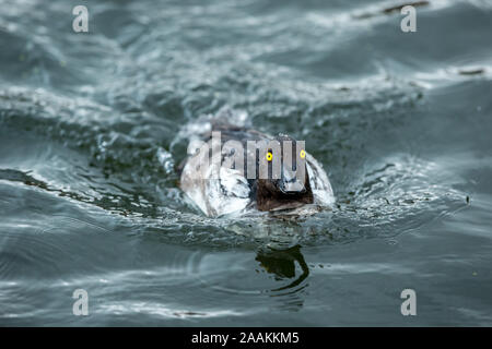 Die schellente (Bucephala clangula Wissenschaftlicher Name:) eine weibliche Schellente mit entschlossenen Gesicht, Schwimmen bei der Geschwindigkeit auf einem See in Großbritannien. Landschaft Stockfoto