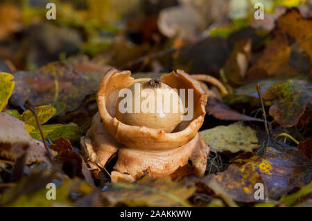 Collared earthstar, eine Art puffball, in blattsänfte Stockfoto