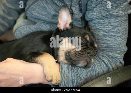 Französische Bulldogge Welpen Stockfoto
