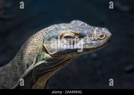 Leiter der Komodo Drache auf dunklem Hintergrund, Budapest Zoo Ungarn Stockfoto