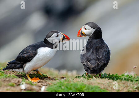 Atlantic Papageitaucher (Fratercula arctica), Skomer, Vereinigtes Königreich Stockfoto