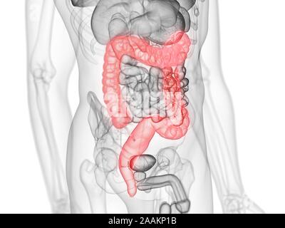 Dickdarm, computer Abbildung. Stockfoto