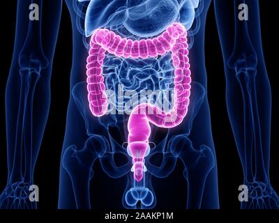 Dickdarm, computer Abbildung. Stockfoto