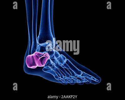 Calcaneus Knochen, computer Abbildung. Stockfoto