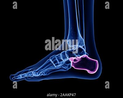 Calcaneus Knochen, computer Abbildung. Stockfoto