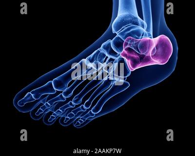 Calcaneus Knochen, computer Abbildung. Stockfoto