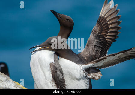 Trottellummen (Uria aalge) Paarung, skomer Island, Großbritannien Stockfoto