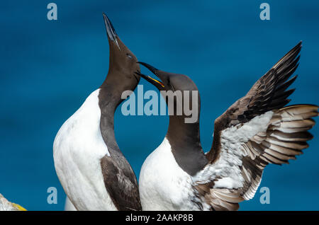 Trottellummen (Uria aalge) Paarung, skomer Island, Großbritannien Stockfoto