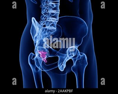 Steißbein, computer Abbildung. Stockfoto