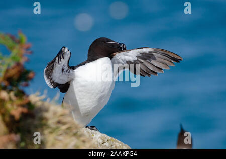 Tordalk (Alca torda), skomer Island, Großbritannien Stockfoto