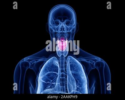 Menschlichen Kehlkopf, Computer Bild. Stockfoto