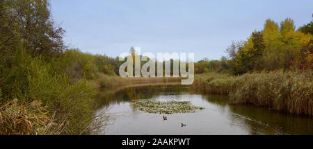 Wien - Österreich - Lobau Stockfoto