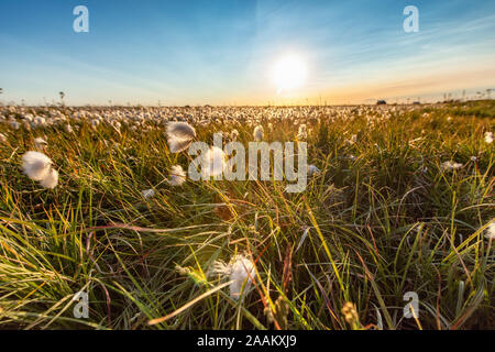 Hohes Gras und Wildblumen, Wasserfall Seljalandsfoss, Island Stockfoto