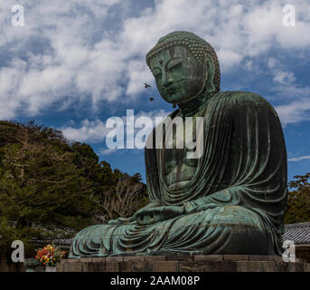 Kamakura, Japan - November 1., 2018: die Tauben fliegen in der Nähe von Kopf des giaht Budha Statue am Kotokuin Tempel in Kamakura, Japan Stockfoto