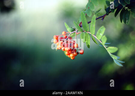 Zweig der reifen Beeren Stockfoto