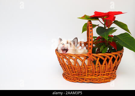 Kleine weiße Katze mit braunen Ohren niedlich, Britisch Kurzhaar, sitzen in orange Korb mit einer roten Blume auf einem weißen Hintergrund, isolieren. Wenig schöne Katze Stockfoto