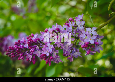 Gerade blühenden Flieder Blumen. Zusammenfassung Hintergrund. Makro Foto. Stockfoto