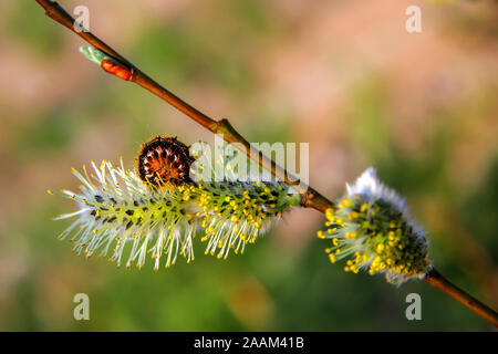 Frühling willow Kätzchen auf einem Zweig mit einem Caterpillar. Die Raupe kräuselten sich zu einem Ring. Selektiver Fokus, verschwommenen Hintergrund. Stockfoto