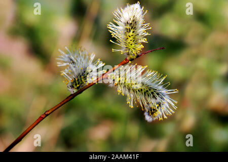 Drei blühenden Flauschige willow Kätzchen auf einem Zweig im Frühjahr. Selektiver Fokus, verschwommenen Hintergrund. Stockfoto