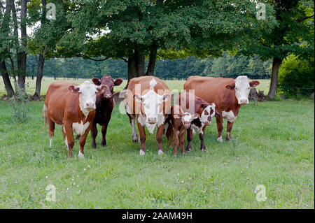 Rindfleisch Kühe und Kälber auf der Weide Stockfoto