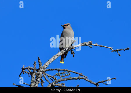 Eine Bohemian Waxwing Bombycilla garrulus', ', thront auf einem toten Baum gegen einen dunklen blauen Himmel in ländlichen Alberta, Kanada. Stockfoto