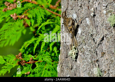 Eine kleine Braune Creeper Certhia Vogel "Americana", auf der Suche nach Insekten in der Rinde von einem großen Baum auf Vancouver Island, British Columbia, Kanada verstecken. Stockfoto