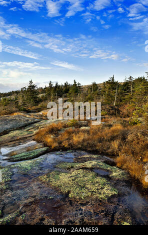 Granit und groundcover Laub, Cadillac Mountain, Acadia National Park, Maine, USA.