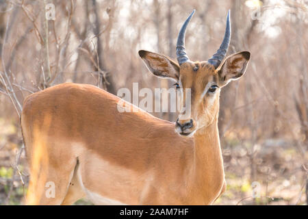 Mittellange Aufnahme des Impala in Krüger Nationalpark Südafrika erfasst Stockfoto