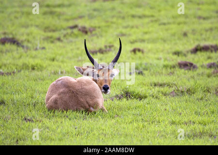 Redunca arundinum Riedbock | - Reed Buck Riedbock Maennchen Mahango NP, Caprivi, Namibia Stockfoto