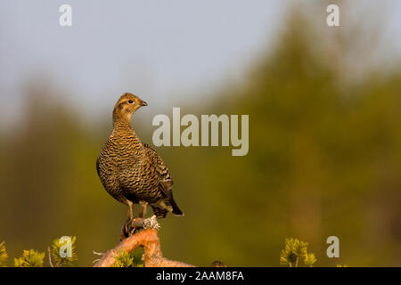 Birkhenne Balzerhalten beobachtet - Sommer 2008 Stockfoto