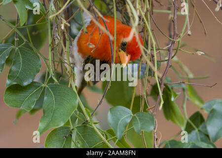 | Scharlachweber Anaplectes melanotis - Rothaarige Weaver Caprivi, Namibia Stockfoto