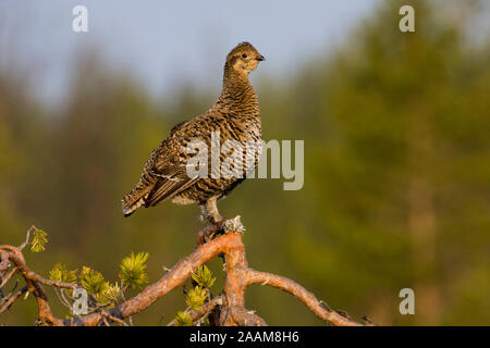 Birkhenne Balzerhalten beobachtet - Sommer 2008 Stockfoto