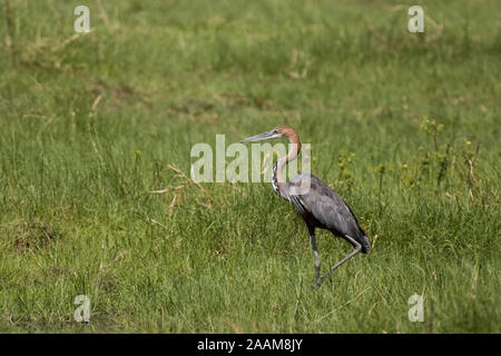 | Goliathreiher Ardea Goliath - Goliath Heron Goliathreiher lauert Caprivi, Namibia Stockfoto