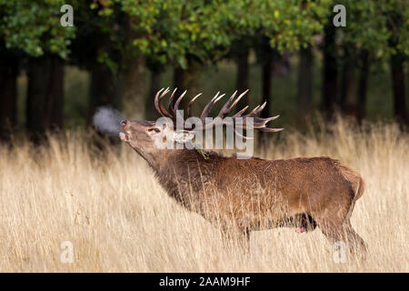 Rothirsch in der Brunft mit Hauch im Gegenlicht Xrv Stockfoto