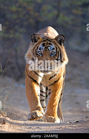 Indischer Tiger - Bengal-Tiger Stockfoto