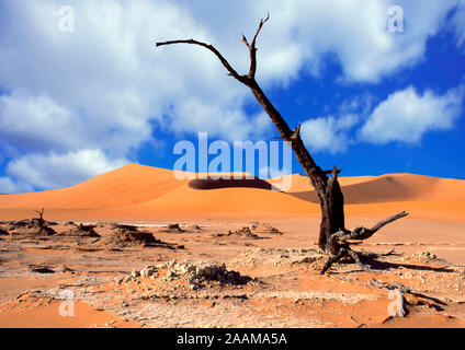 Abgestorbener Baum im Dead Vlei Stockfoto