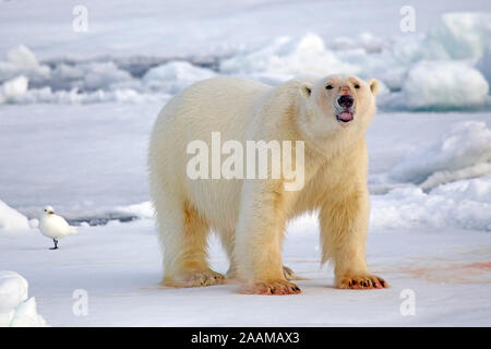 Eisbaer Auf Spitzbergen Stockfoto