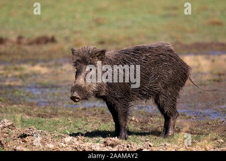 Wildschwein Kommt aus der Suhle Stockfoto