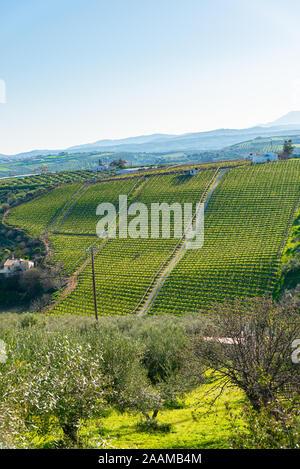 Archanes Region ländliche Landschaft mit Weinbergen und Olivenhainen in Heraklion, Kreta, Griechenland. Stockfoto