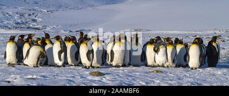 Koenigspinguine - Suedgeorgien - Antarktis Stockfoto