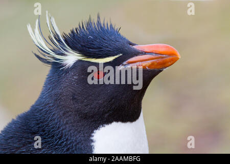 Felsenpinguin-Portrait Stockfoto